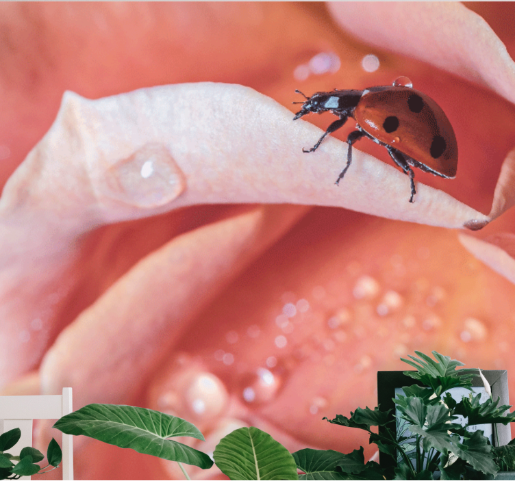 Mural de flores mariquita sobre pétalo - TenVinilo
