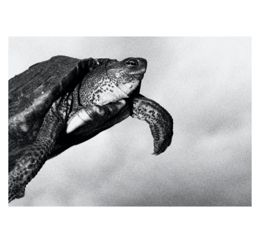 Foto mural de animales tortuga blanco y negro - TenVinilo
