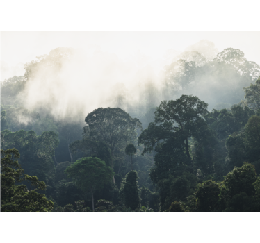 Fotomural de naturaleza Fondo de la selva - TenVinilo