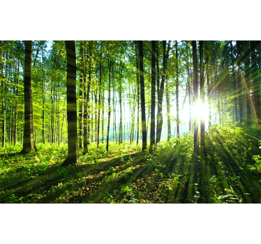Fotomural de naturaleza Paisaje forestal con reflejo de luz - TenVinilo