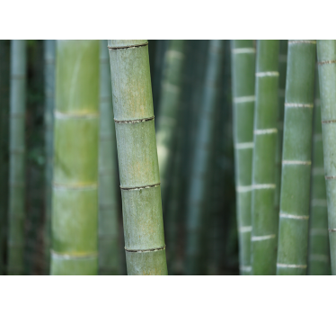 Fotomural de naturaleza Cañas de bambú del bosque - TenVinilo
