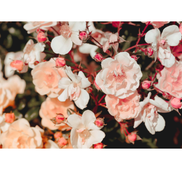 Fotomural rosas Muchas flores - TenVinilo