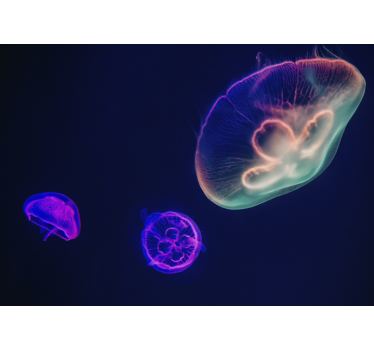 Fotomural mar medusas multicolores - TenVinilo
