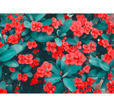 Fotomural de flores Flores rojas - TenVinilo
