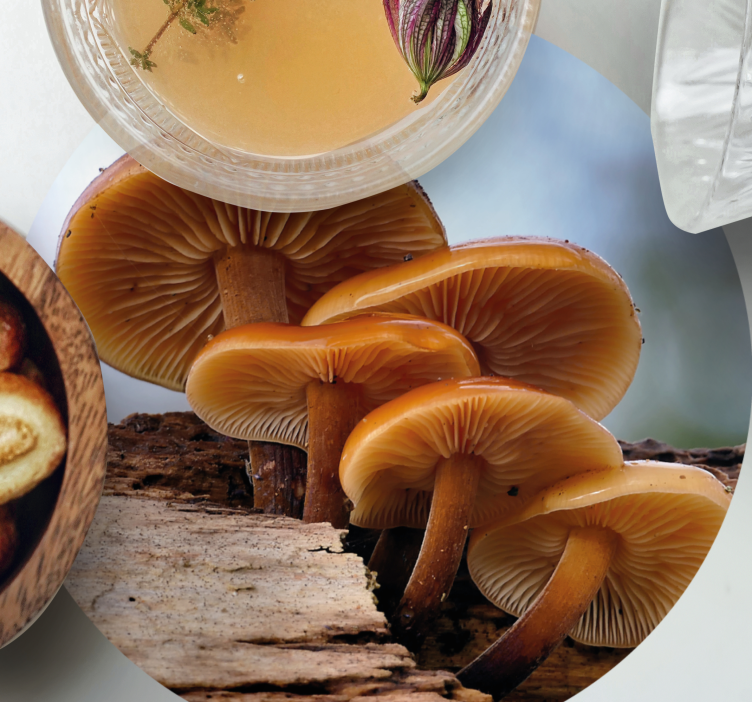 Cáscara de naranja setas silvestres más posavasos - TenVinilo