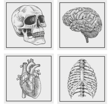 Posavasos frikis cráneo cerebro corazón esqueleto - TenVinilo