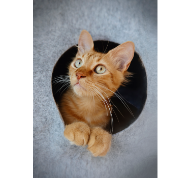 Impresión del cartel del gato que mira a escondidas - TenVinilo