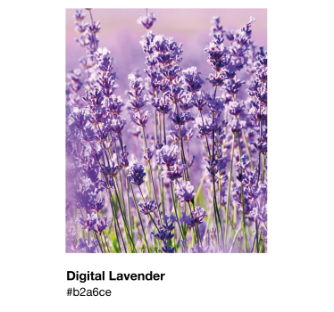 Cartel de lavanda digital pantone - TenVinilo