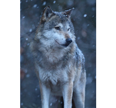 Cartel de diseño animal lobo en la nieve - TenVinilo