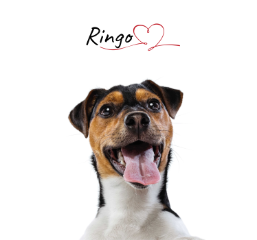 Cartel de pared de amor de perro personalizado - TenVinilo