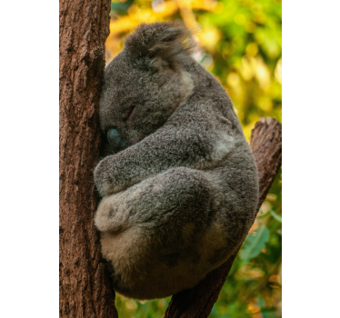 Poster habitación juvenil koala durmiendo - TenVinilo