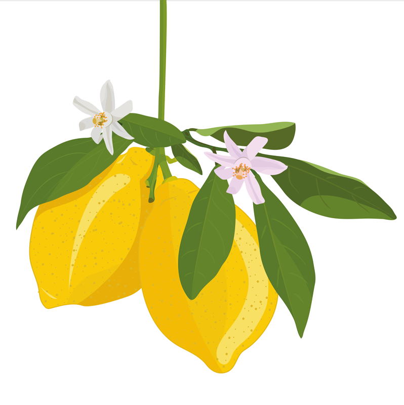 Poster cocina Árbol de limón - TenVinilo