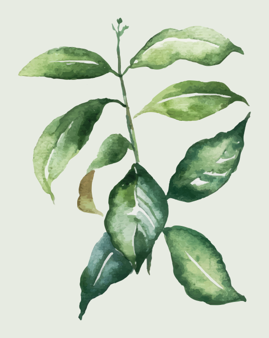 Poster flores y plantas hoja de palma lima - TenVinilo