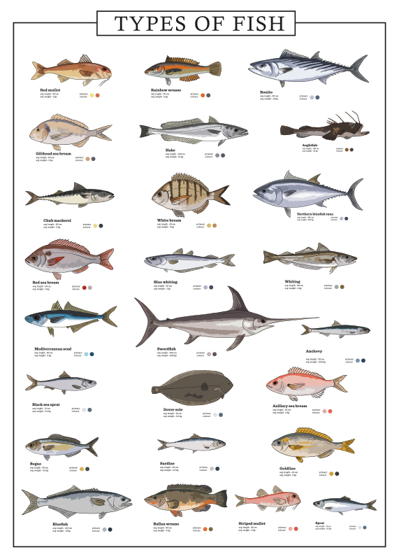 Impresión de cartel de diferentes peces - TenVinilo