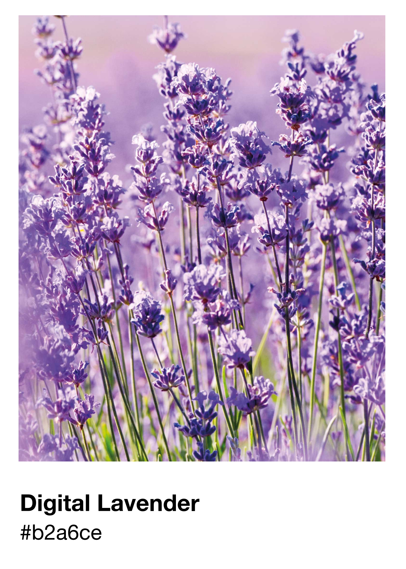 Cartel de lavanda digital pantone - TenVinilo