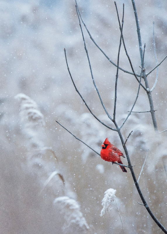 Impresión de cartel de pájaro de navidad - TenVinilo