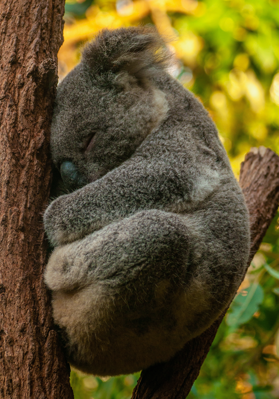 Poster habitación juvenil koala durmiendo - TenVinilo