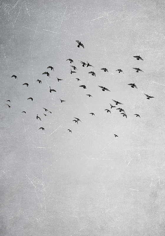 Poster animales pájaros volando - TenVinilo