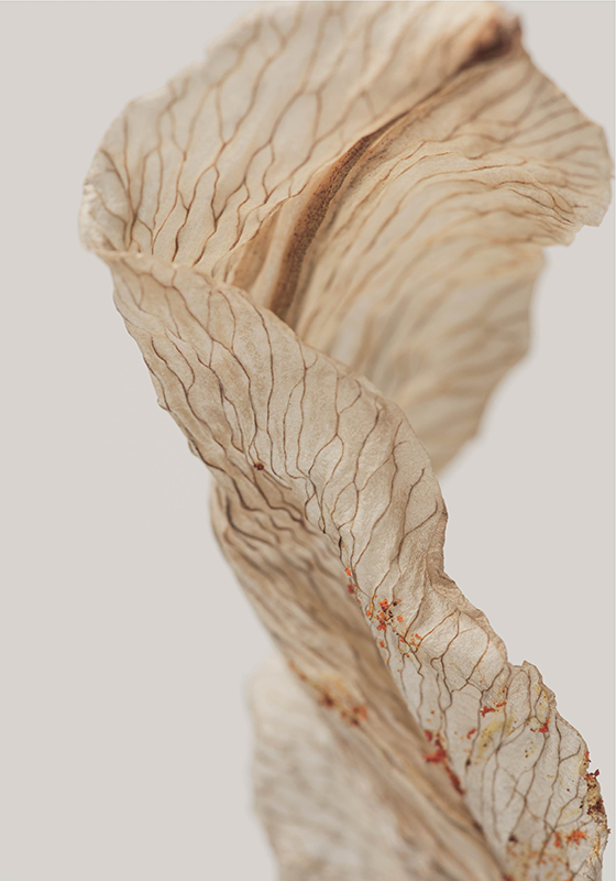 Poster minimalista fotografía macro de una hoja - TenVinilo