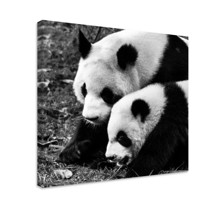 Cuadro animales panda pareja abrazo - TenVinilo