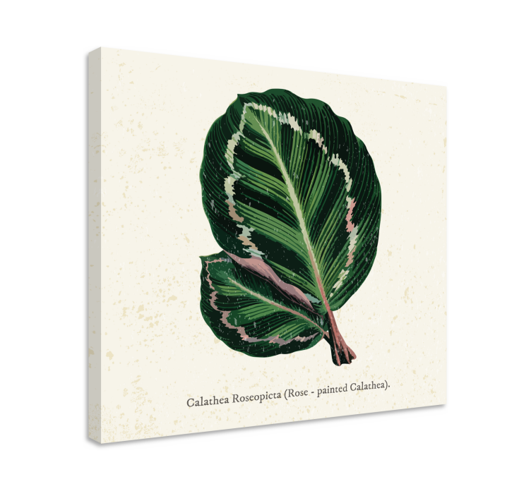 Cuadro plantas ilustración de hoja de calathea - TenVinilo