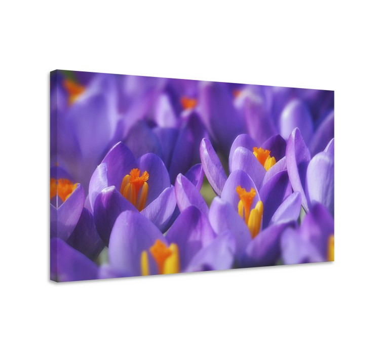 Cuadro de flores flores de crocus vibrantes - TenVinilo