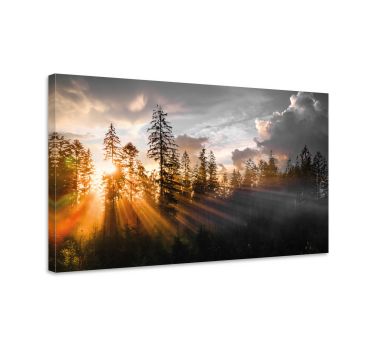 Cuadro de paisaje Bosque con niebla y sol - TenVinilo