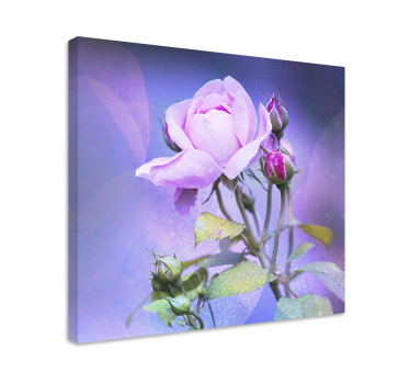 Cuadro flores Rosas de jardín rosa - TenVinilo