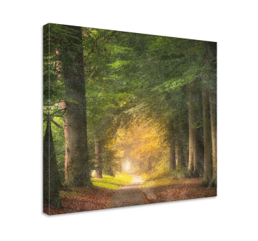 Cuadro de paisaje Un paseo por el bosque - TenVinilo