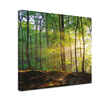 Cuadro de paisaje Paseo por el bosque bajo el sol - TenVinilo