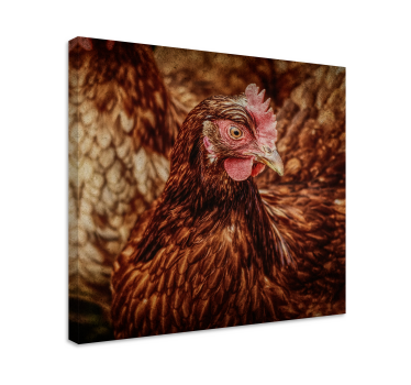 Cuadro de pájaros Pollo marrón serio - TenVinilo