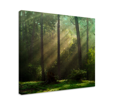 Cuadro de paisaje Bosque verde profundo con luz solar - TenVinilo