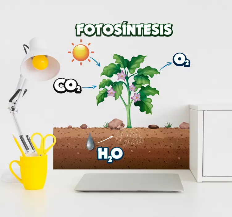 Vinilo infantil planta de fotosíntesis - TenVinilo