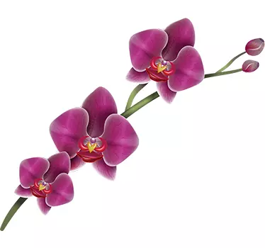 Vinilo decorativo flor orquidea - TenVinilo