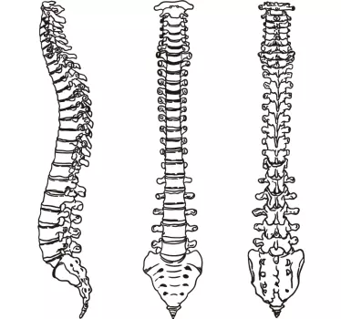 Vinilo decorativo columna vertebral línea - TenVinilo