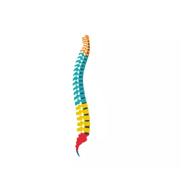 Vinilo decorativo columna vertebral - TenVinilo