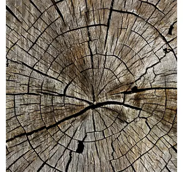 Vinilo decorativo tronco arbol LACK - TenVinilo
