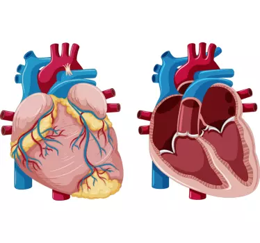 Vinilo para negocio ilustración corazón anatomía - TenVinilo