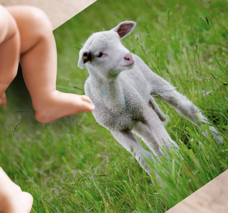 Aflombra vinílica animales cordero lechal de pie - TenVinilo