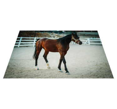 Alfombras vinílicas de animales Animal caballo marrón - TenVinilo