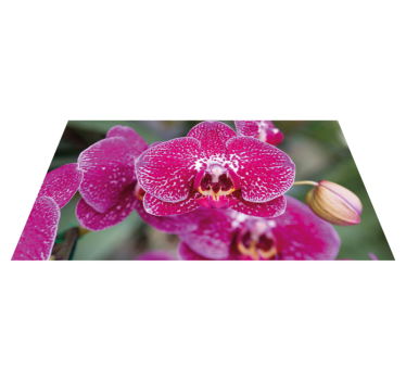 Alfombra vinílica cocina Primer plano de la orquídea púrpura - TenVinilo