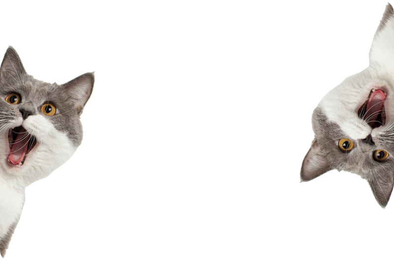 Aflombra vinílica animales gato espiando fondo blanco - TenVinilo