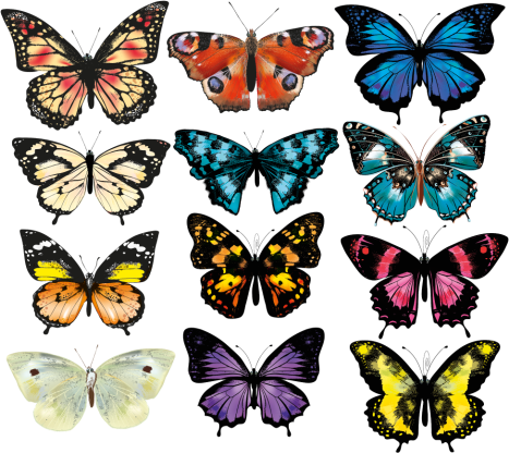 Aflombra vinílica animales ilustración de mariposa - TenVinilo