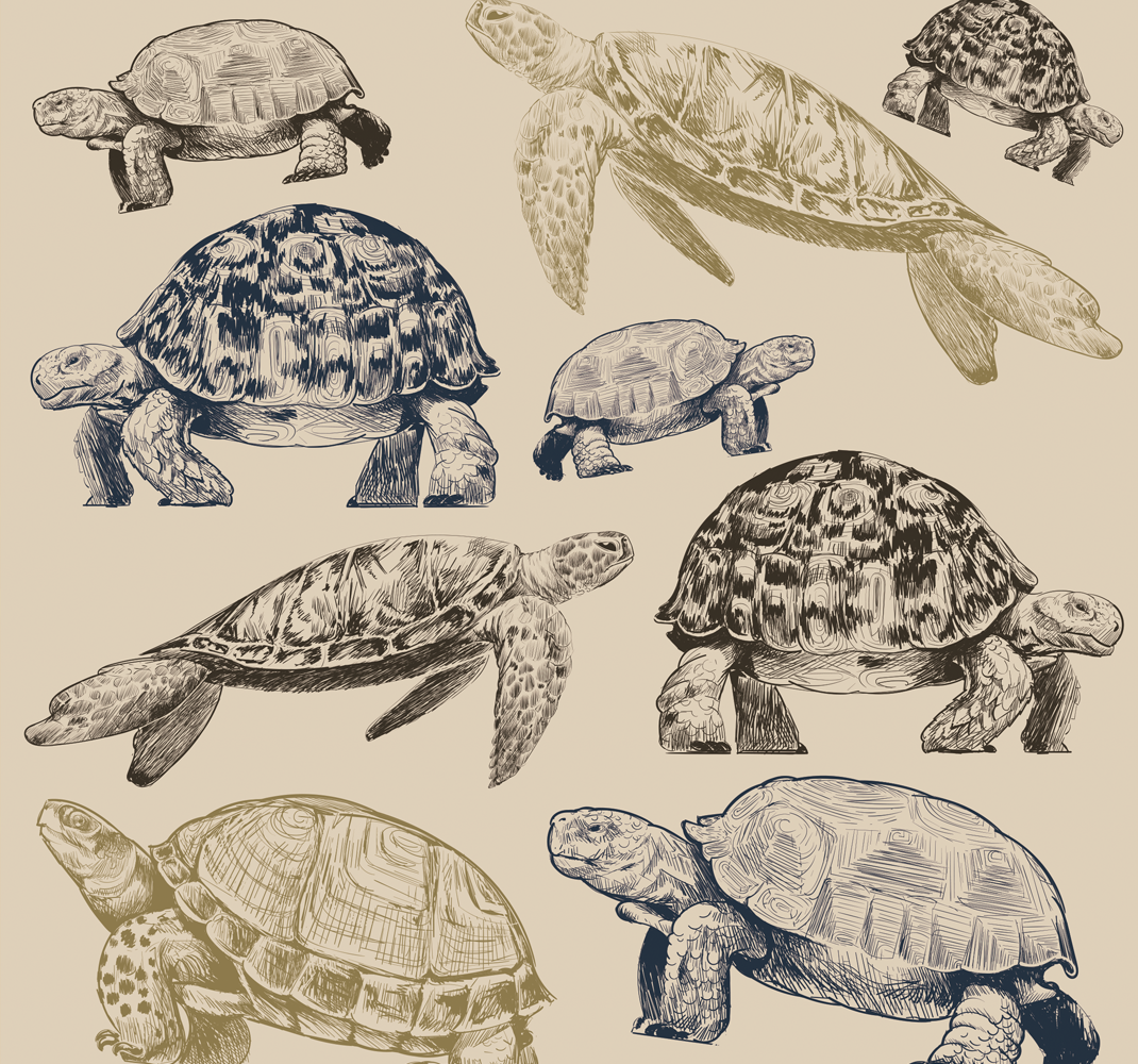 Aflombra vinílica animales tortugas fondo beige - TenVinilo