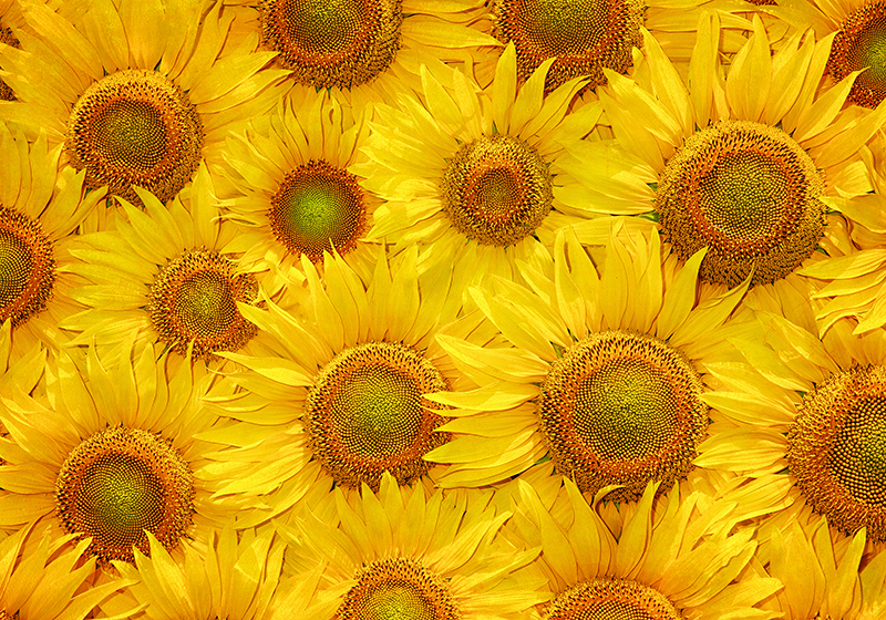 Alfombra vinílica amarilla girasoles - TenVinilo