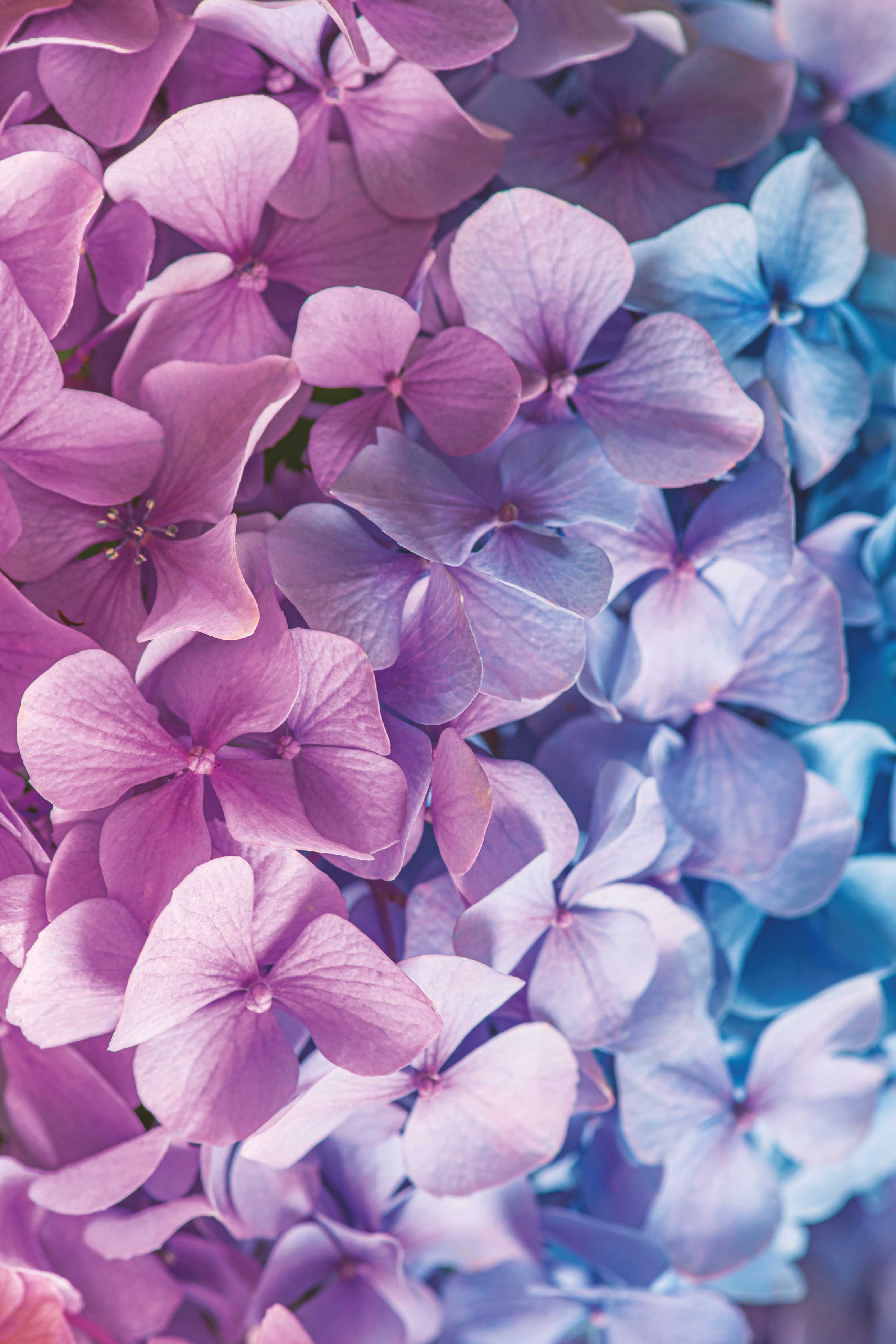 Alfombra vinílica lila muchas flores de hortensia - TenVinilo