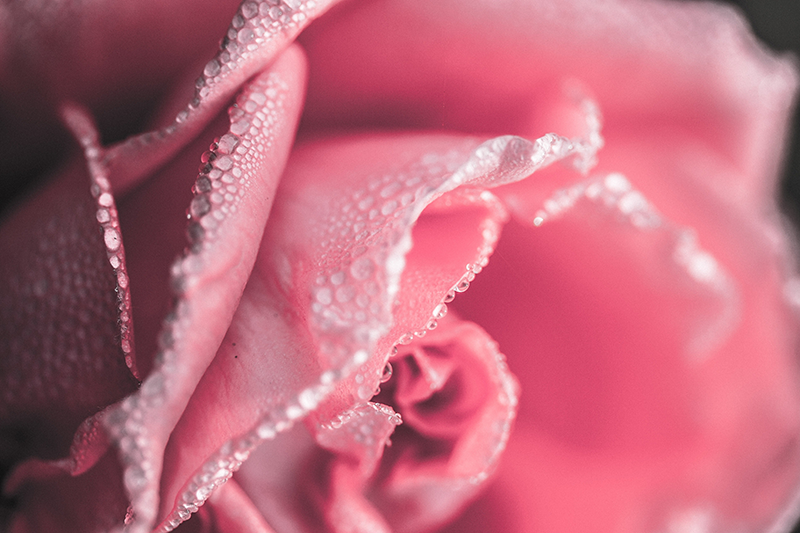 Alfombra vinílica flores pétalos de rosa cubiertos de rocío - TenVinilo