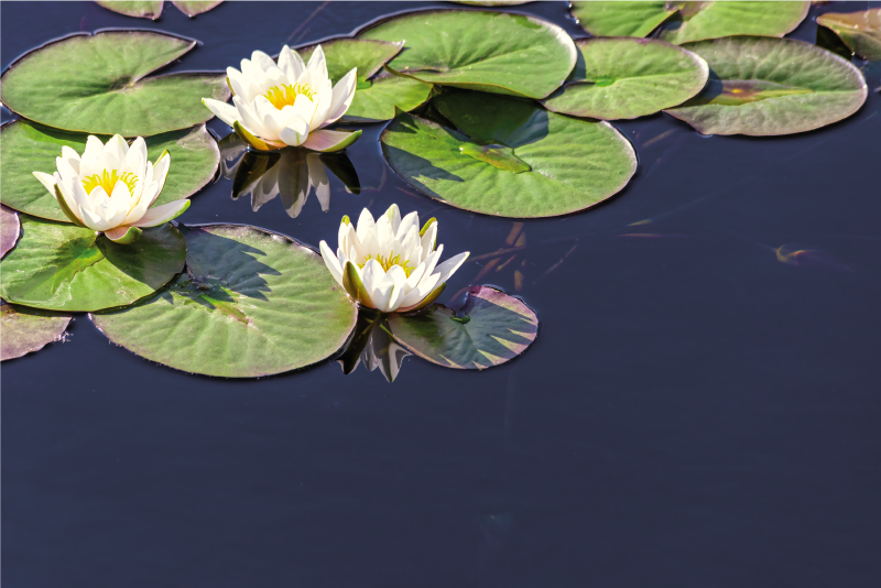 Alfombra vinílica flores emblema de lirio de agua - TenVinilo