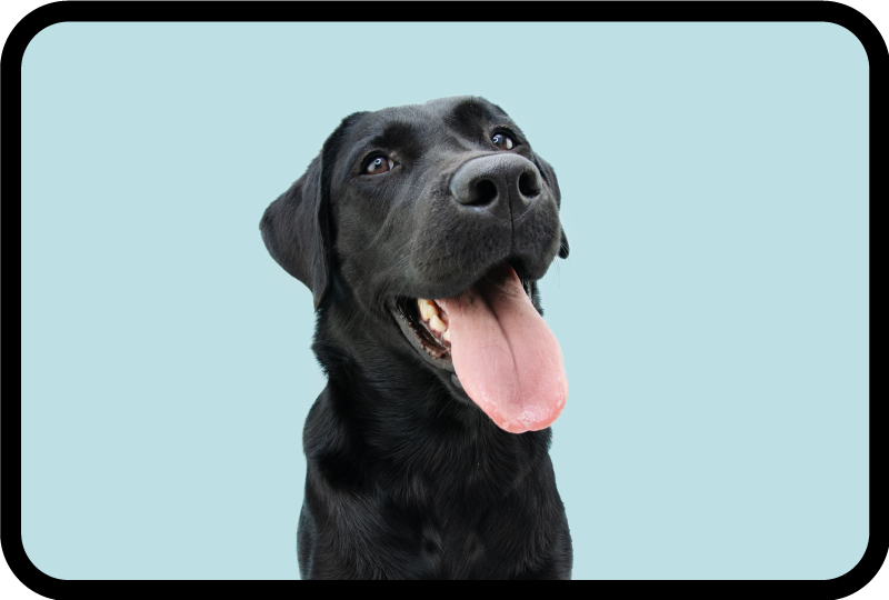 Aflombra vinílica animales perro labrador negro - TenVinilo
