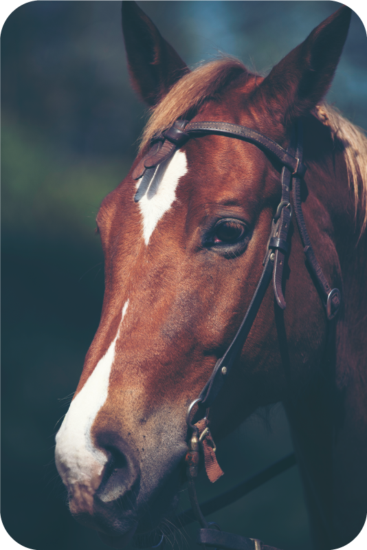 Aflombra vinílica animales majestuosa cabeza de caballo - TenVinilo